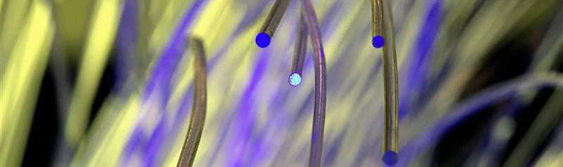 Het belang van de fotonica is voor Ewit Roos onomstreden