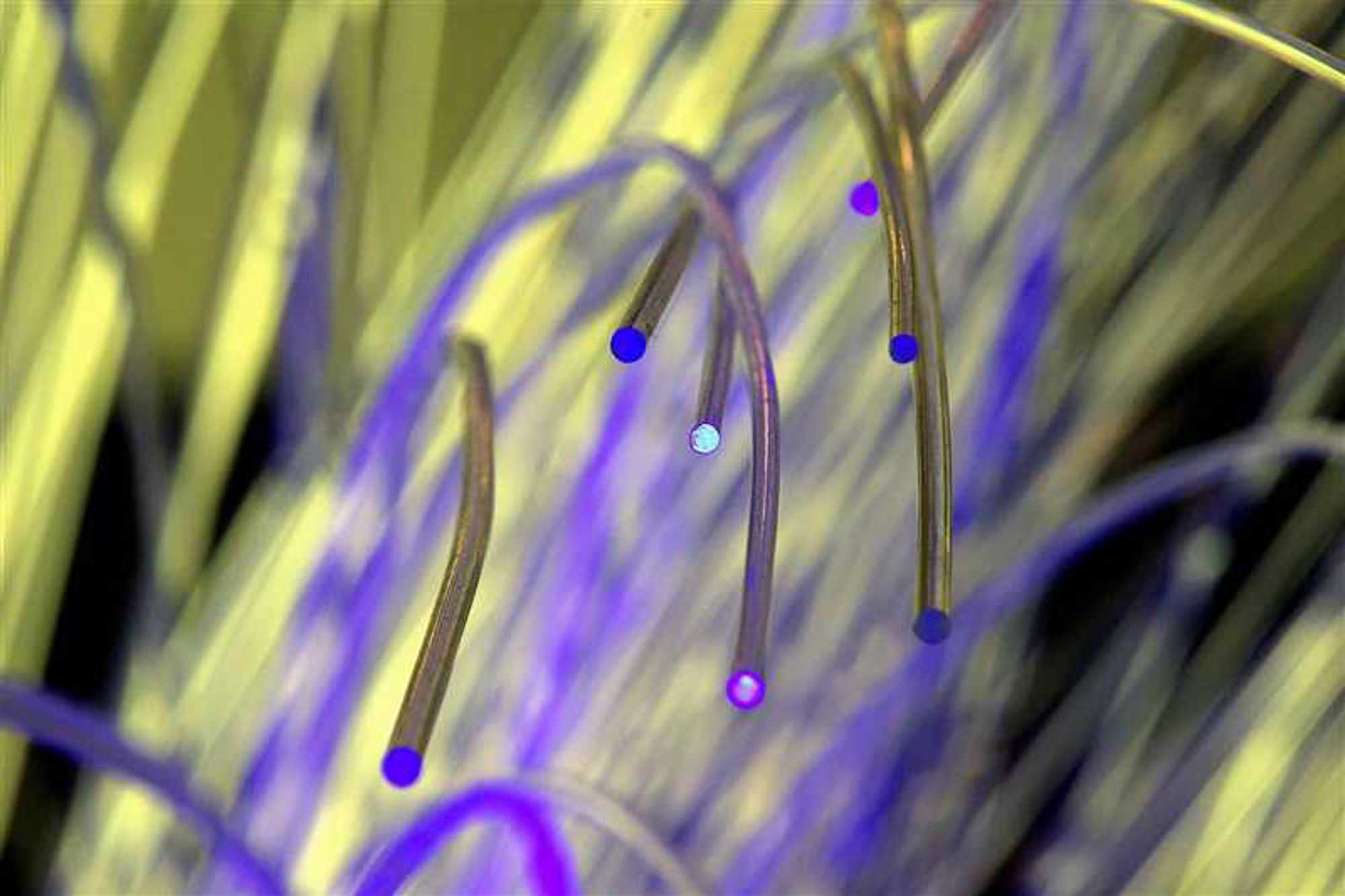 Het belang van de fotonica is voor Ewit Roos onomstreden