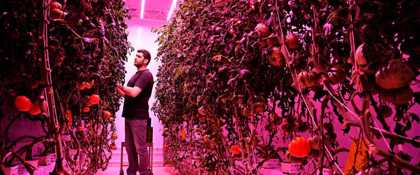 GrowWise kweekt tomaten via vertical farming