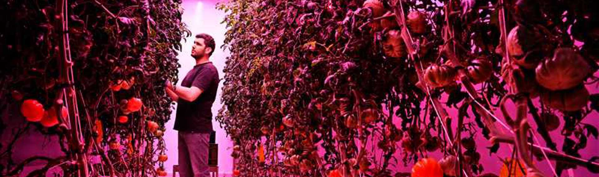 GrowWise kweekt tomaten via vertical farming
