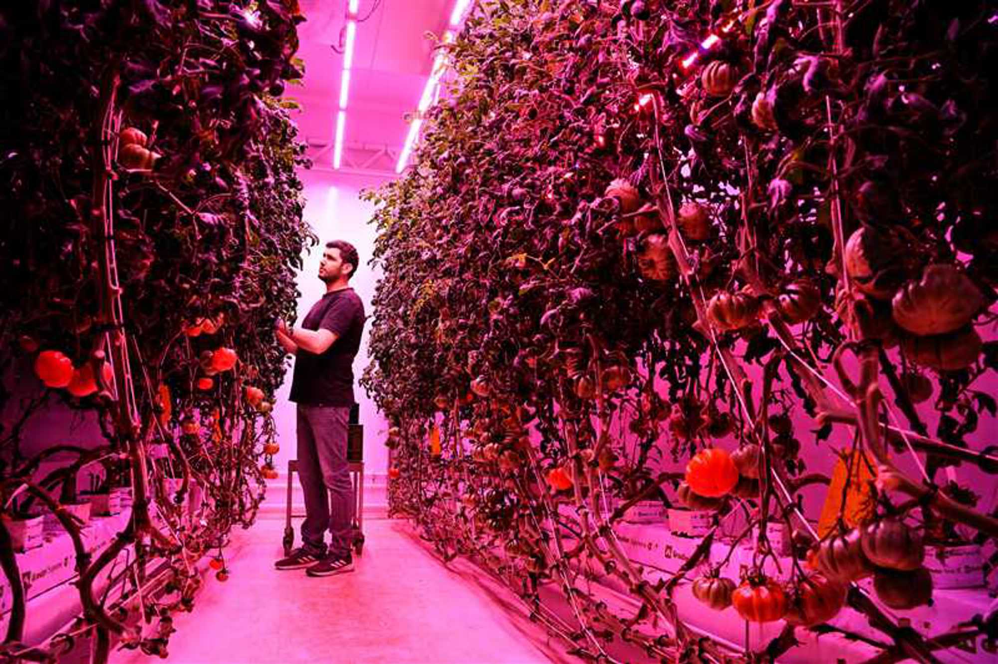 GrowWise kweekt tomaten via vertical farming