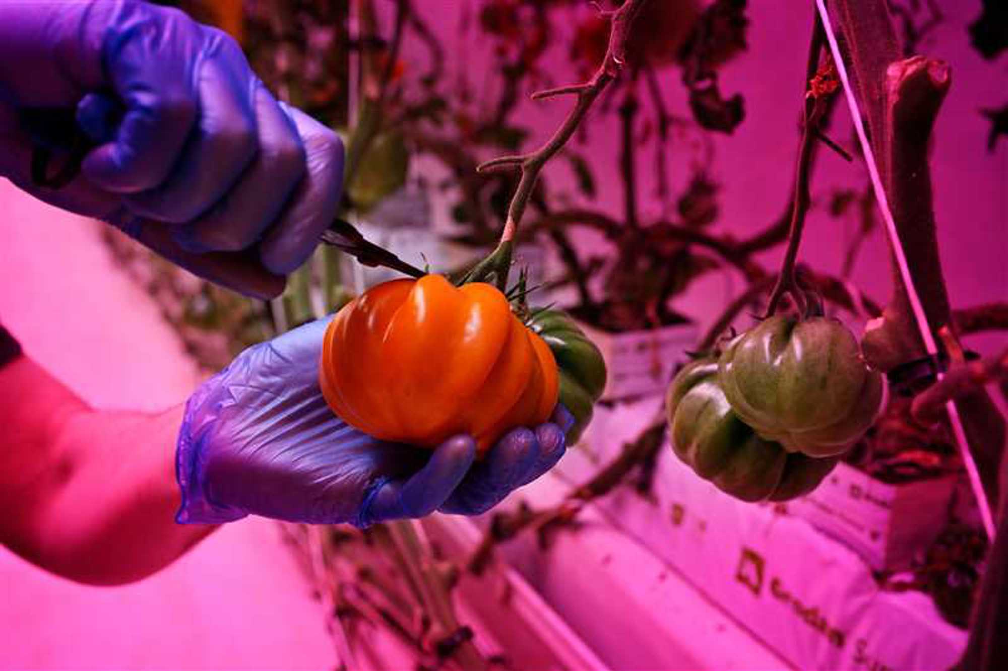 GrowWise uit Eindhoven teelt tomaten via vertical farming