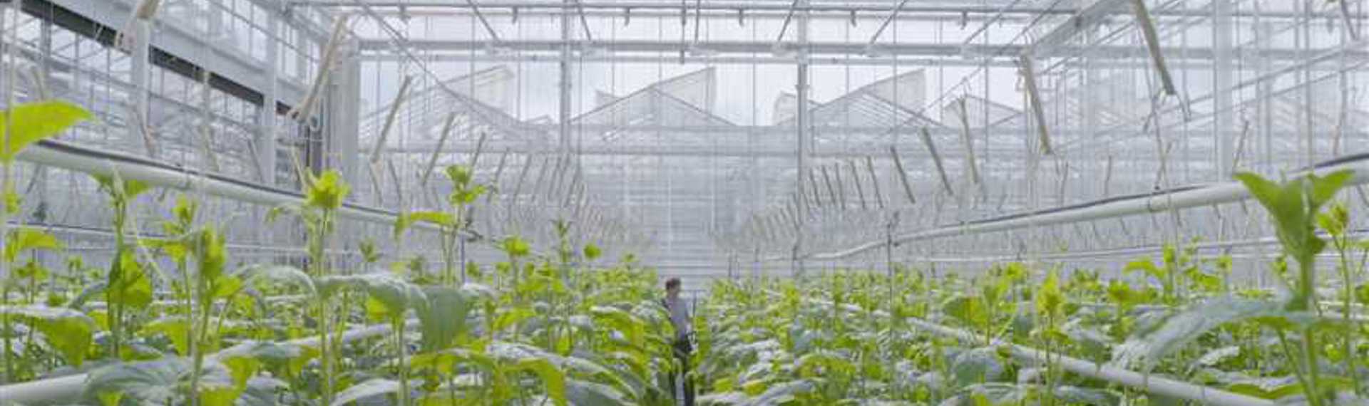 Rijk Zwaan: Groentezaden uit Brabant veroveren de wereld 