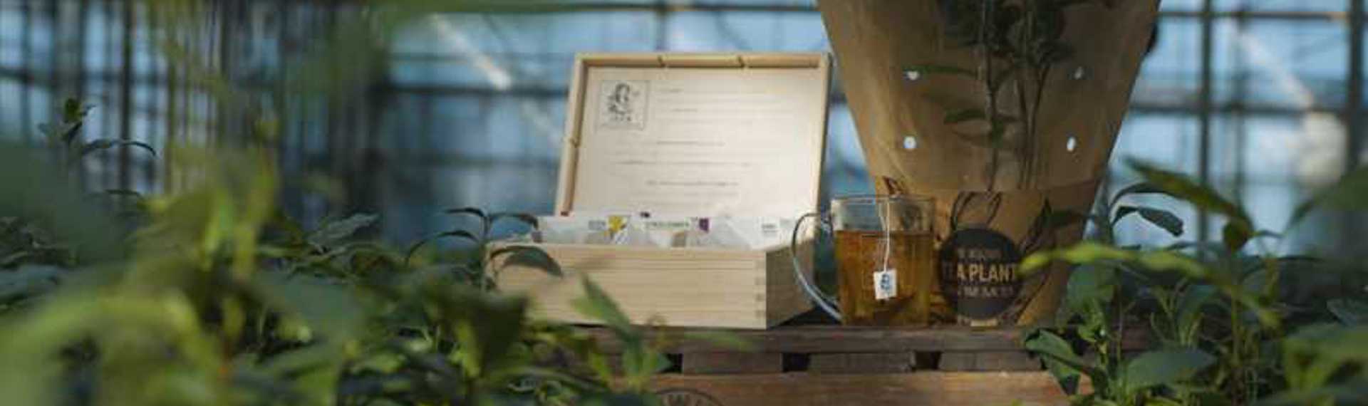 LocalTea: Brabants’ blend